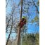 Tree climbing rescue in practice - TREE FELLING