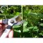 Zahradnické nůžky OKATSUNE 104