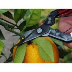 Harvest shears OKATSUNE 307 with a short blade