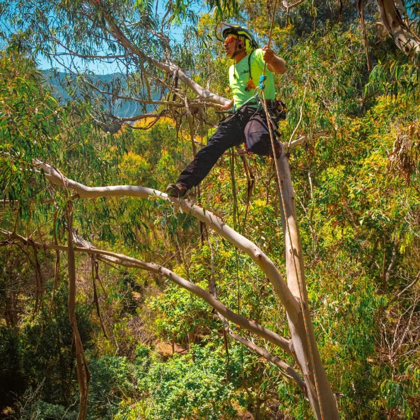 COURANT KOMORA TOUCAN 11.7 mm arborist rope