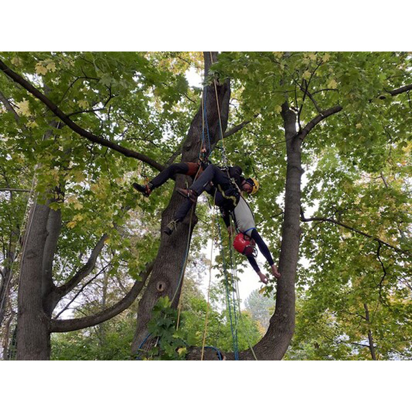 Tree climbing rescue in practice