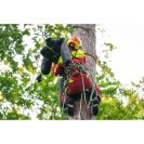 Tree climbing rescue in practice - TREE FELLING