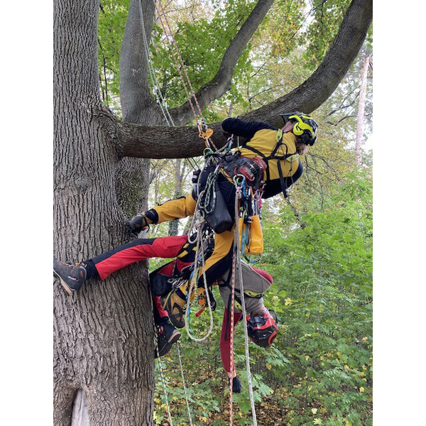 Tree climbing rescue in practice - TREE FELLING