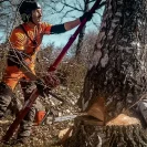 REIPAL TREE JACK RH-PUSHER