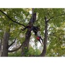 Tree climbing rescue in practice