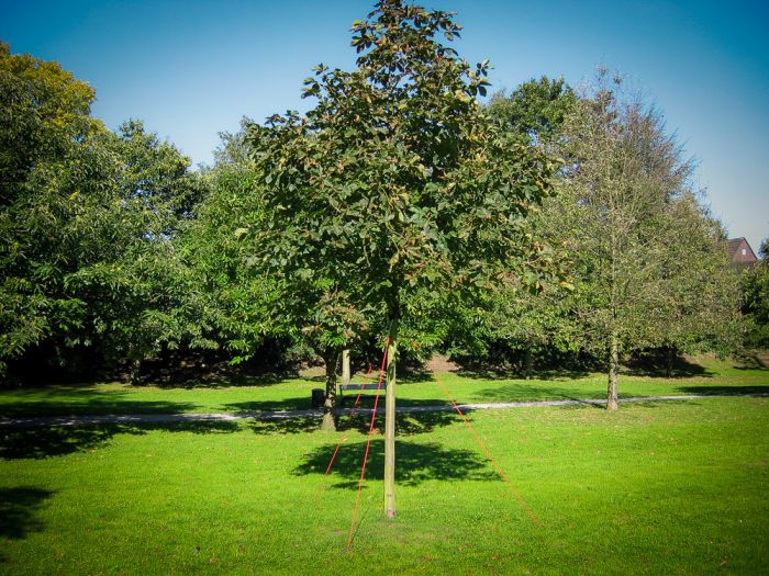 Felszíni rugalmas rögzítés GEFA TREEANCHOR