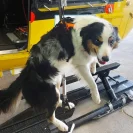 KONG HARIA harness for rescue dogs