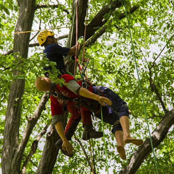 Tree climbing rescue in practice