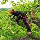 Arboristický postroj PETZL SEQUOIA 2026