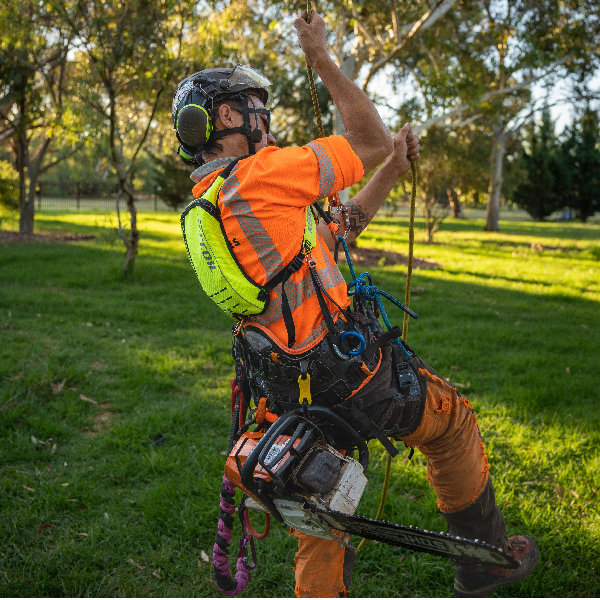 REECOIL AUDAX GEN 2 - yellow