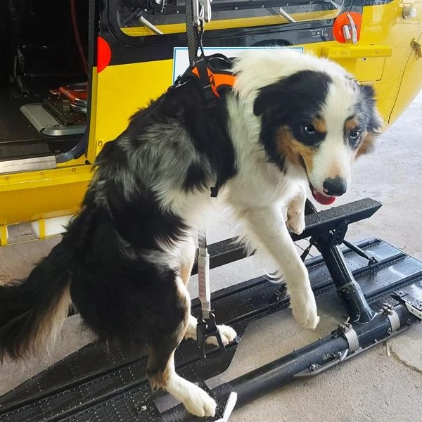KONG HARIA harness for rescue dogs