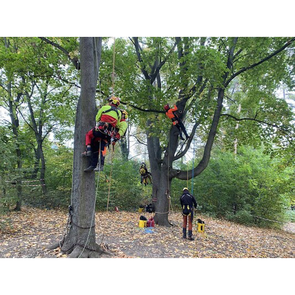 Tree climbing rescue in practice